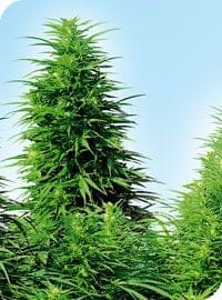 Ruderalis Skunk Almindelig Frø - 10-SEN2304