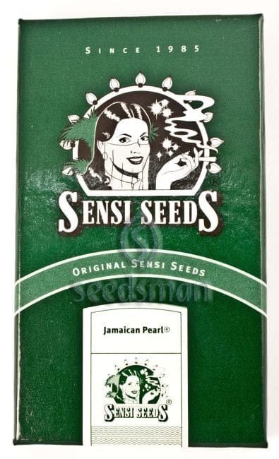 Jamaican Pearl Regular Seeds - 10-SEN2316