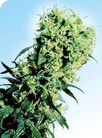 Early Pearl Regular Seeds - 10-SEN336