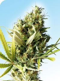 Durban Regular Seeds - 10-SEN240
