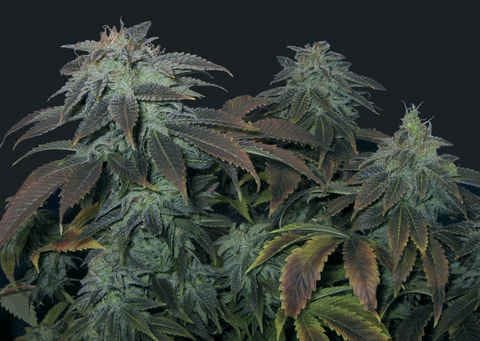 Heavy Duty Fruity Regular Seeds - 10-THS-S008