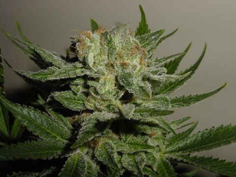Heavy Duty Fruity Regular Seeds - 10-THS-S008