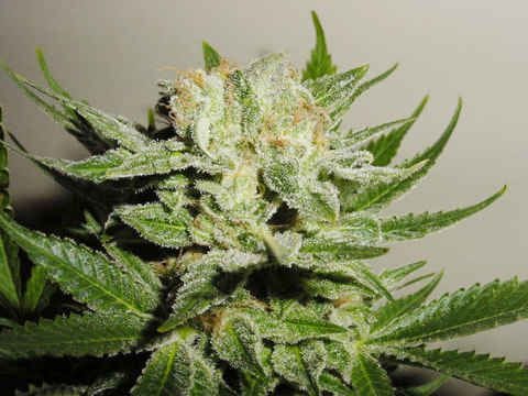 Heavy Duty Fruity Regular Seeds - 10-THS-S008