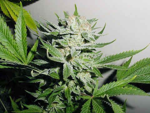 Heavy Duty Fruity Regular Seeds - 10-THS-S008