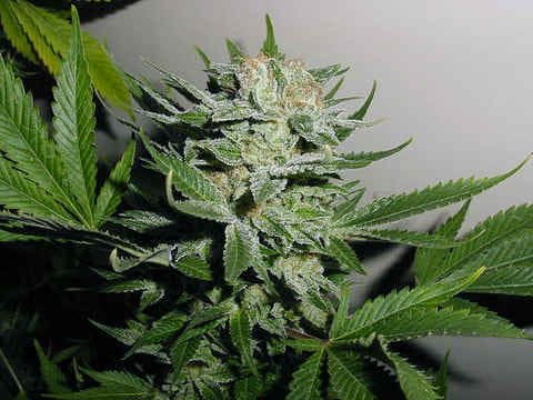 Heavy Duty Fruity Regular Seeds - 10-THS-S008