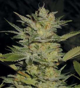 Heavy Duty Fruity Regular Seeds - 10-THS-S008