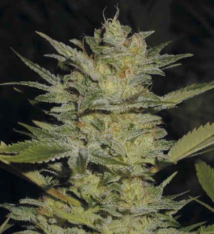 Heavy Duty Fruity Regular Seeds - 10-THS-S008