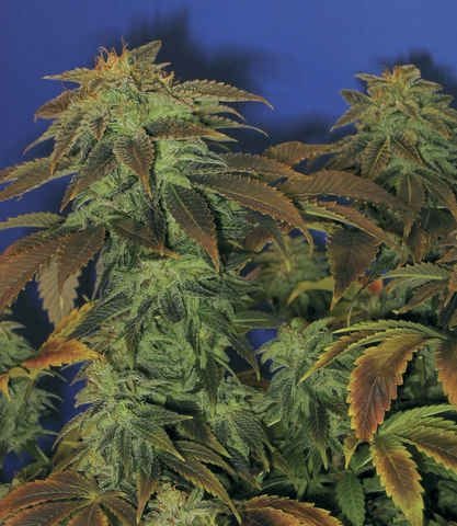 Heavy Duty Fruity Regular Seeds - 10-THS-S008