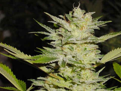 Heavy Duty Fruity Regular Seeds - 10-THS-S008