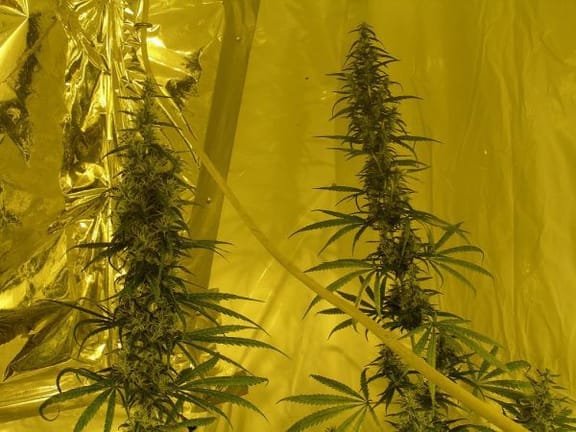 Neville's Skunk Regular Seeds - 18-MRNNSK