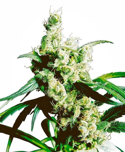 Silver Haze Vanlig Frön - 10-SEN232
