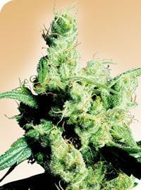Silver Haze Vanlig Frön - 10-SEN232