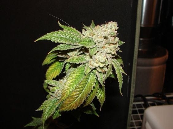 Larry OG Kush редовен семена - 10-CC-006
