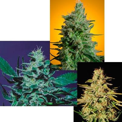 Sativa Champion Pack Feminised Seeds - 6-PARA-1041