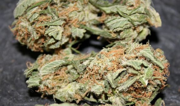 Early Queen x Afghan Haze (Early Haze) Regular Seeds - 18-MRNEQAH