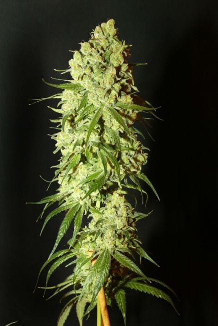 Cannatonic Regular Seeds - 10-RSNCAN-REG10