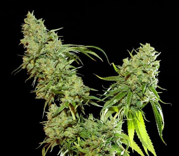 Cannatonic Regular Seeds - 10-RSNCAN-REG10