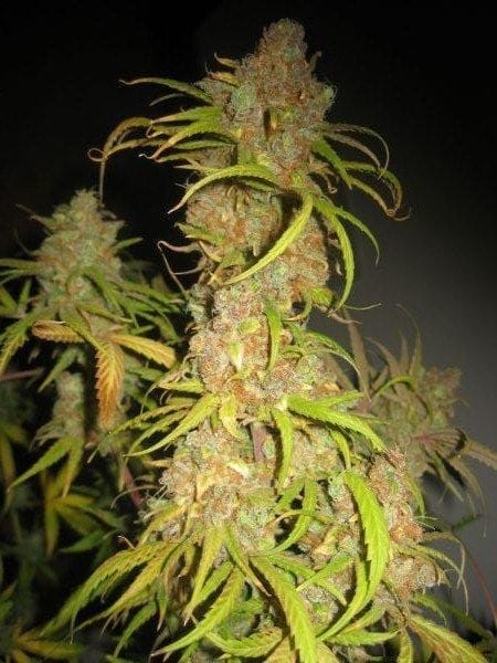 NL5 x Afghan Regular Seeds - 18-MRNNLA