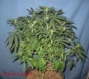 NL5 x Afghan Regular Seeds - 18-MRNNLA