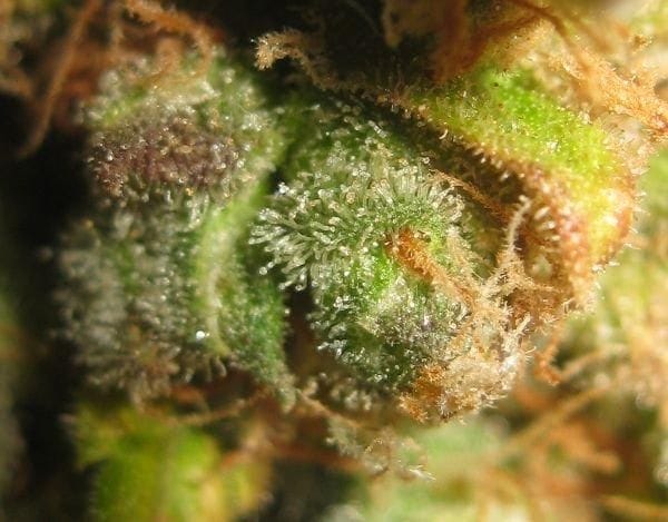 NL5 x Afghan Regular Seeds - 18-MRNNLA