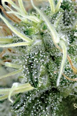 NL5 x Haze Regular Seeds - 18-MRNNL5H