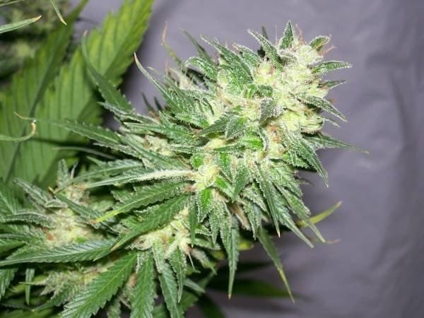 NL5 x Haze Regular Seeds - 18-MRNNL5H