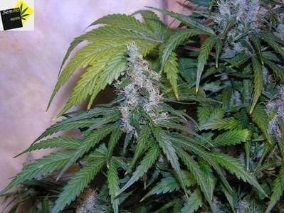 NL5 x Haze Regular Seeds - 18-MRNNL5H