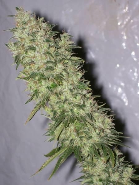 NL5 x Haze Regular Seeds - 18-MRNNL5H