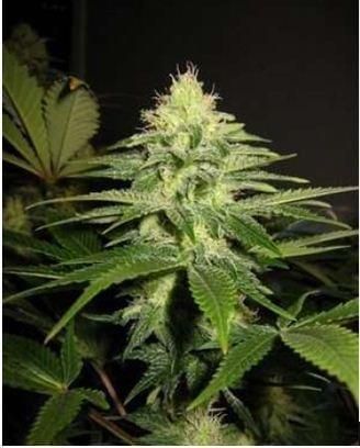 NL5 x Skunk Regular Seeds - 18-MRNNL5SK