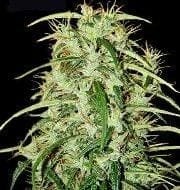 Skunk Haze Regular Seeds - 18-MRNSKH