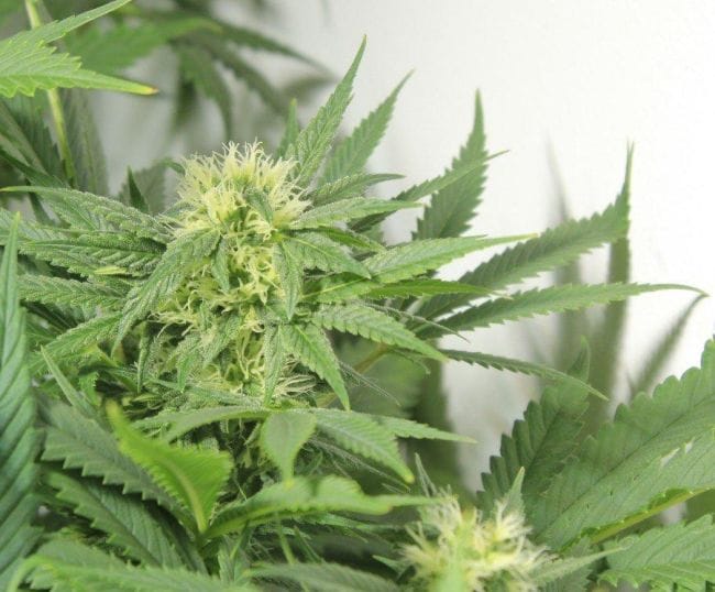 Nordle (Afghan Skunk) Regular Seeds - 18-MRNAS
