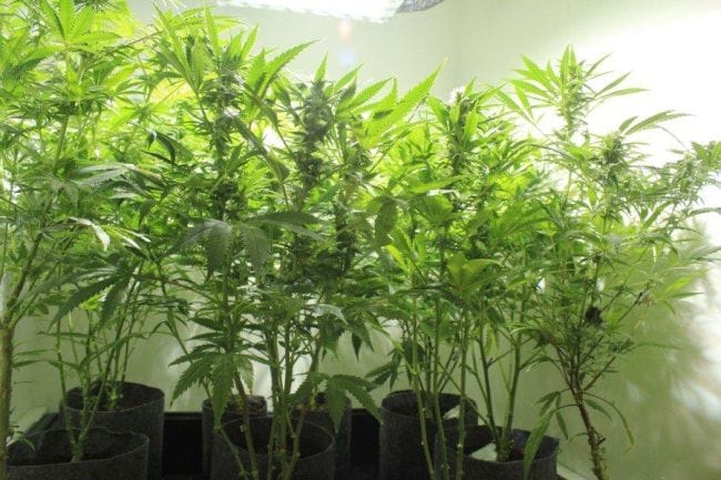 Nordle (Afghan Skunk) Regular Seeds - 18-MRNAS