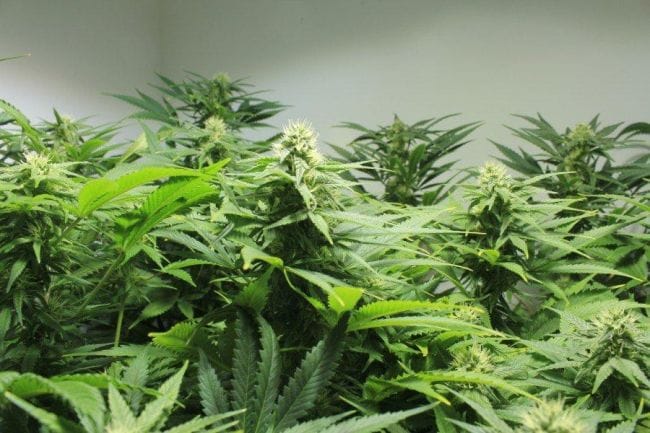 Nordle (Afghan Skunk) Regular Seeds - 18-MRNAS