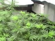 Nordle (Afghan Skunk) Regular Seeds - 18-MRNAS