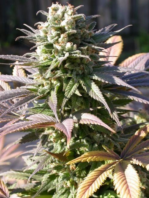 Warlock Regular Seeds - 11-SRSW-REG