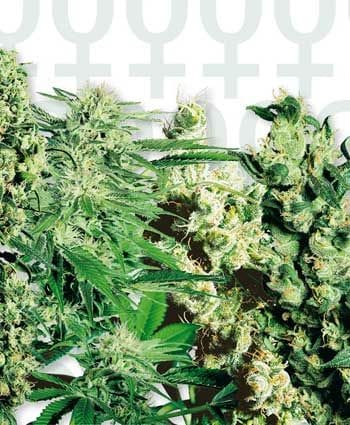 Mixed Feminised Seeds - 20-SENF0006