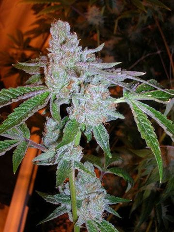 Tahoe OG Kush Feminised Seeds - 6-CC-001-F6