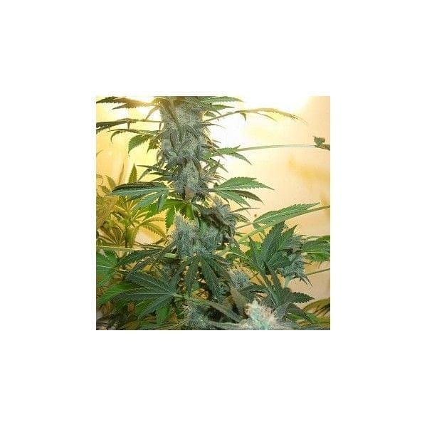 AK48 Feminised Seeds - 5-NV-AK48