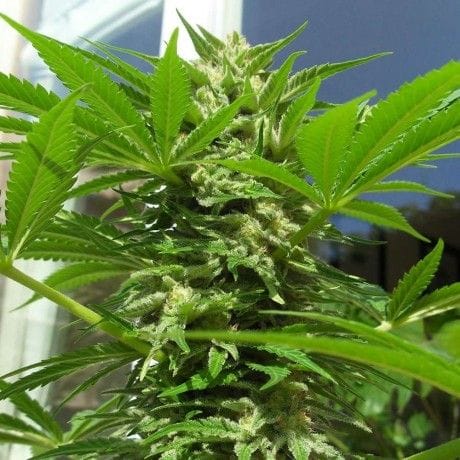 AK48 Feminised Seeds - 5-NV-AK48