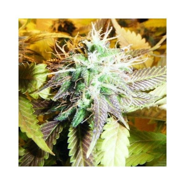Aurora Indica Feminised Seeds - 5-NV-AI