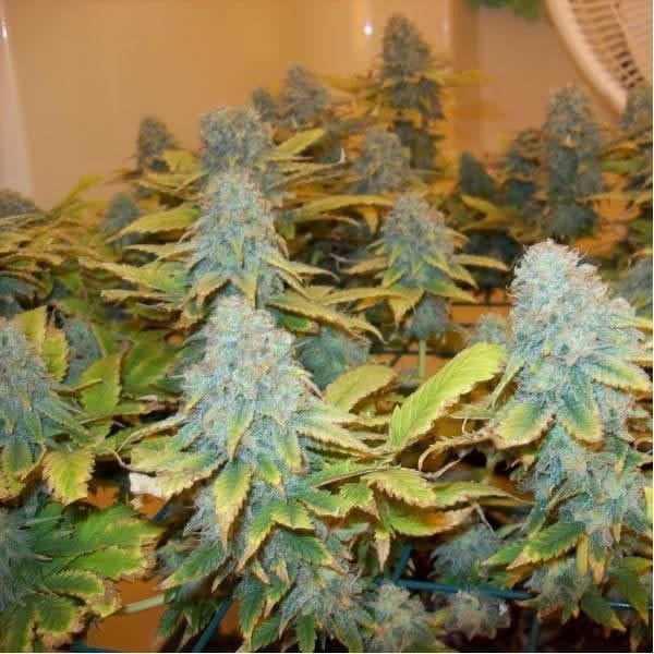 Aurora Indica Feminised Seeds - 5-NV-AI