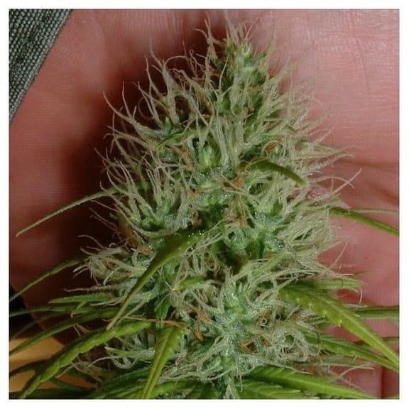 Chrystal Feminised Seeds - 5-NV-CHRYS