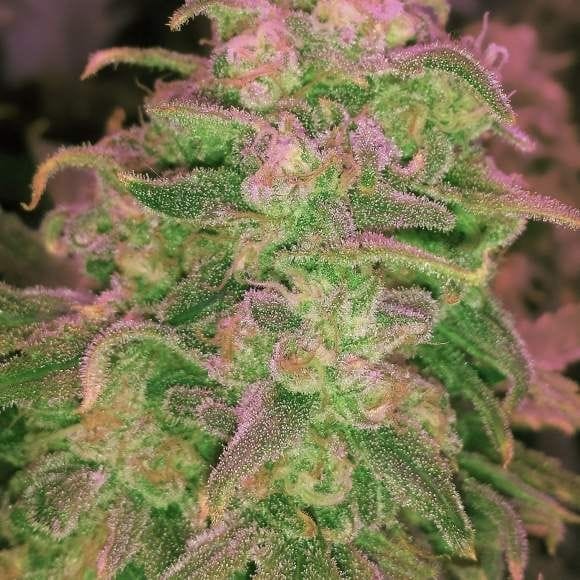 Hawaii Maui Waui Feminised Seeds - 5-NV-HMW