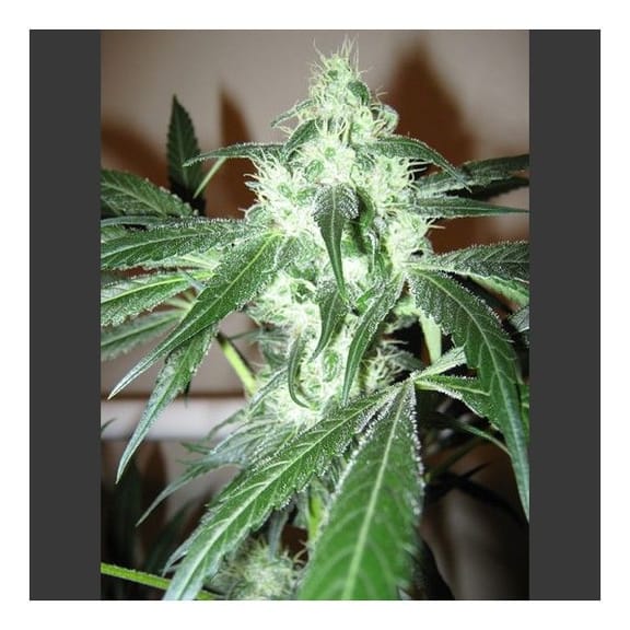 Ice Feminised Seeds - 5-NV-ICE