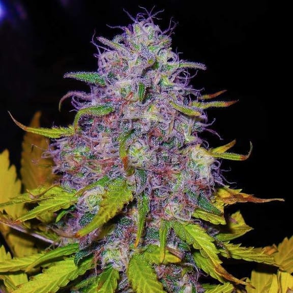 Jock Horror Feminised Seeds - 5-NV-JH