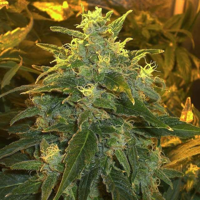 Northern Light Feminized Seeds - 5-NV-NL