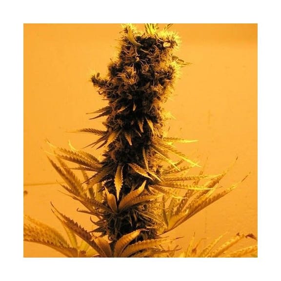 Raspberry Cough Feminised Seeds - 5-NV-RC