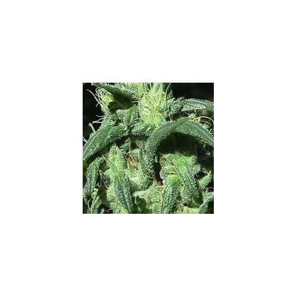 Sterling Haze Feminised Seeds - 5-NV-SH