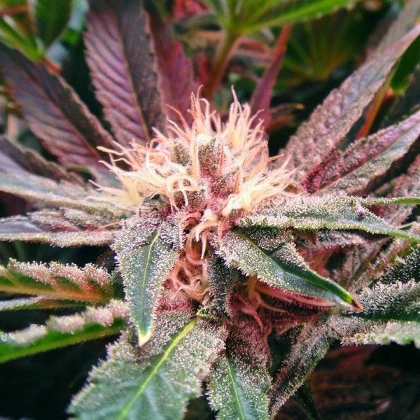 Bubblelicious Auto Feminized Seeds - 5-NV-BUBBLEA