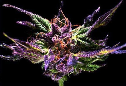 Grand Daddy Purple Regular Seeds - 10-GDP-GDPOGR10